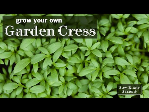 Sow Right Seeds | Cress