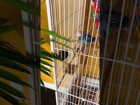 What happened when my budgies saw my mom’s majesty palm tree🤣#Short