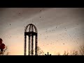 Cedar Point Seagulls Go Crazy During Solar Eclipse