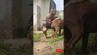 Pitbull best dog #pitmonsters