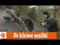 Dit is een schattige kangeroe | DierenpraatTV