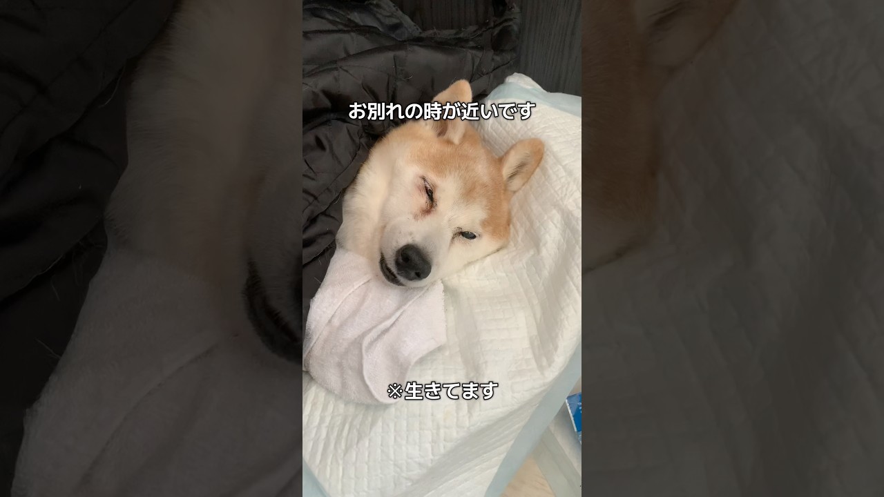 15歳柴犬いちご。もうすぐお別れです。せめておだやかに　#柴犬