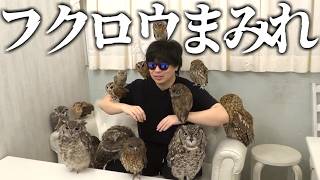 ものすごいと噂の"フクロウカフェ"に潜入してみた。