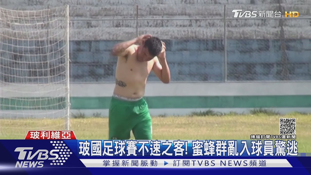 蜜蜂群大鬧足球場! 主播愛犬「暴風雨」亂入搶鏡