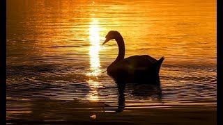 Download lagu サン=サーンス：動物の謝肉祭組曲 より 第13曲 白鳥　Saint-Saëns：Carnival of the Animals No.13 Swan mp3