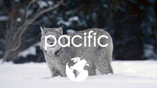 Synthetic Symphony - Let's Get Lost