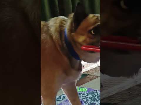 #funnydog #viralvideo #comedy