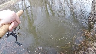 These Fish Are Crazy! Spring Time Fishing