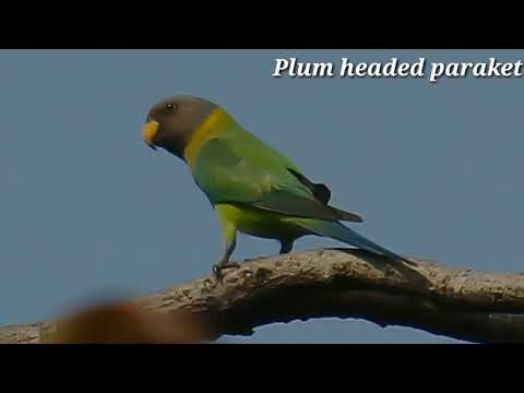 download lagu mp3 mp4 Maharashtra Bird, download lagu Maharashtra Bird gratis, unduh video klip Maharashtra Bird