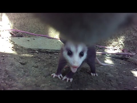 Gonzoisacat - Gonzo's first Baby Opossum Hang (extended)