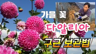 가을에 피는 다알리아 꽃 매년 예쁜꽃 보려면 구근 캐서 보관하는 방법 알아야