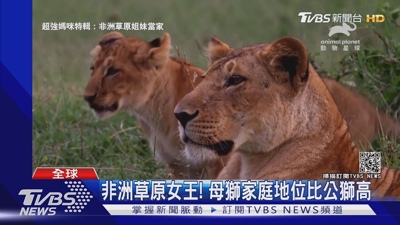 母親節快樂! 看動物家族女性如何當家作主