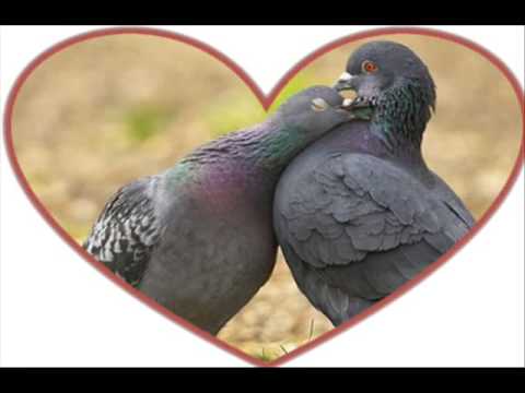 Raul Malo: Dream Baby