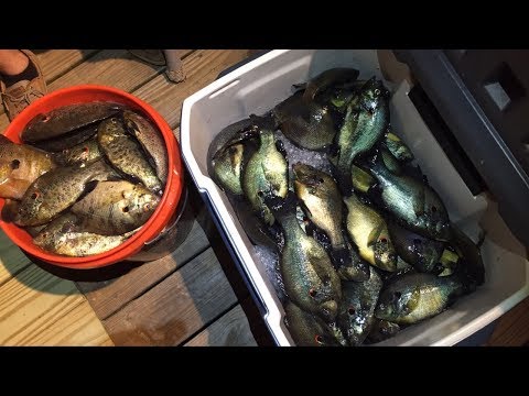 download lagu mp3 mp4 Bream Fish, download lagu Bream Fish gratis, unduh video klip Bream Fish