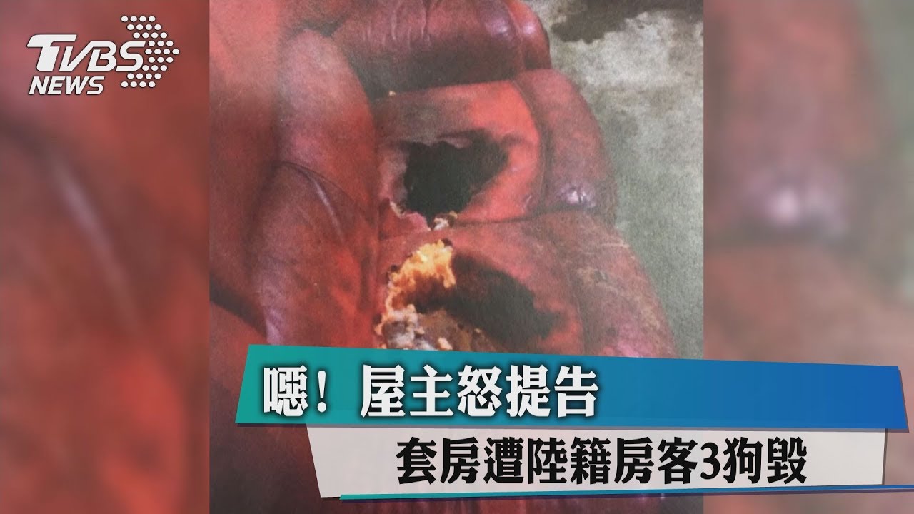 噁!套房遭陸籍房客3狗毀 屋主怒提告