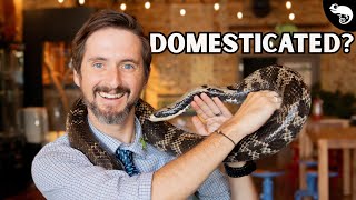 Download lagu Is It Possible To Domesticate A Snake? mp3
