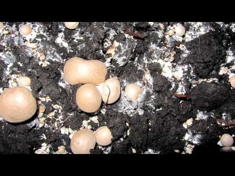 Timelapse Portobella HD