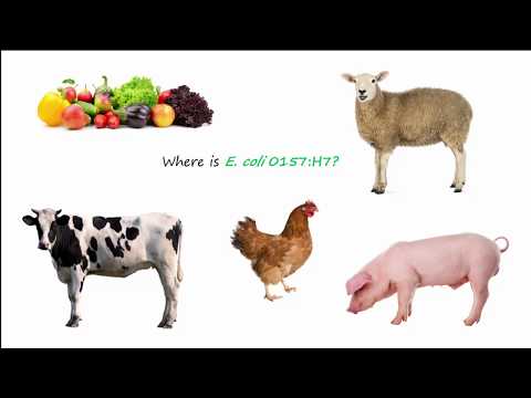 a férgek emberi testben való megjelenésének oka