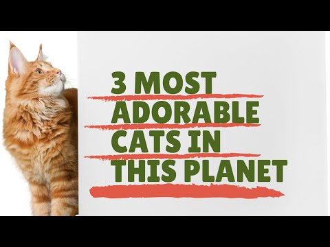 3 most Adorable "Cats" on this planet