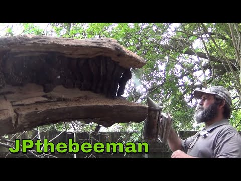 40 Year Old Bee Hive In Ancient Catalpa Tree!