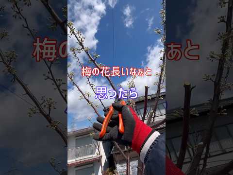 壊れた果樹の爪 サポート枝 果樹の方法 アドバイス 庭のリンゴの木 ワイヤー鉄スラット 防止ステープル釘 樹脂ストリップ ゴムガム