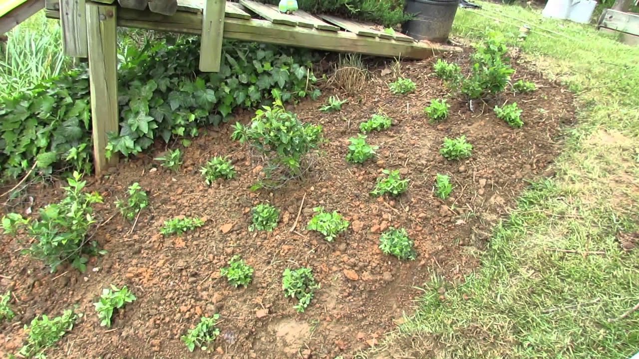 Creating Ground Cover with Oregano & Herbs: Save Money! - The Rusted Garden 2013 - YouTube