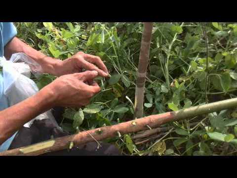 How to budding a rubber tree.