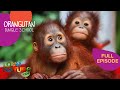 Back To School For Orangutans Orangutan Jungle School 301