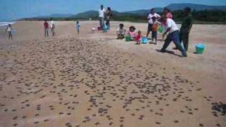 preview picture of video 'liberacion tortugas Ixtapilla'