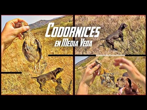 CODORNICES en MEDIA VEDA con BRACO ALEMAN 2/2