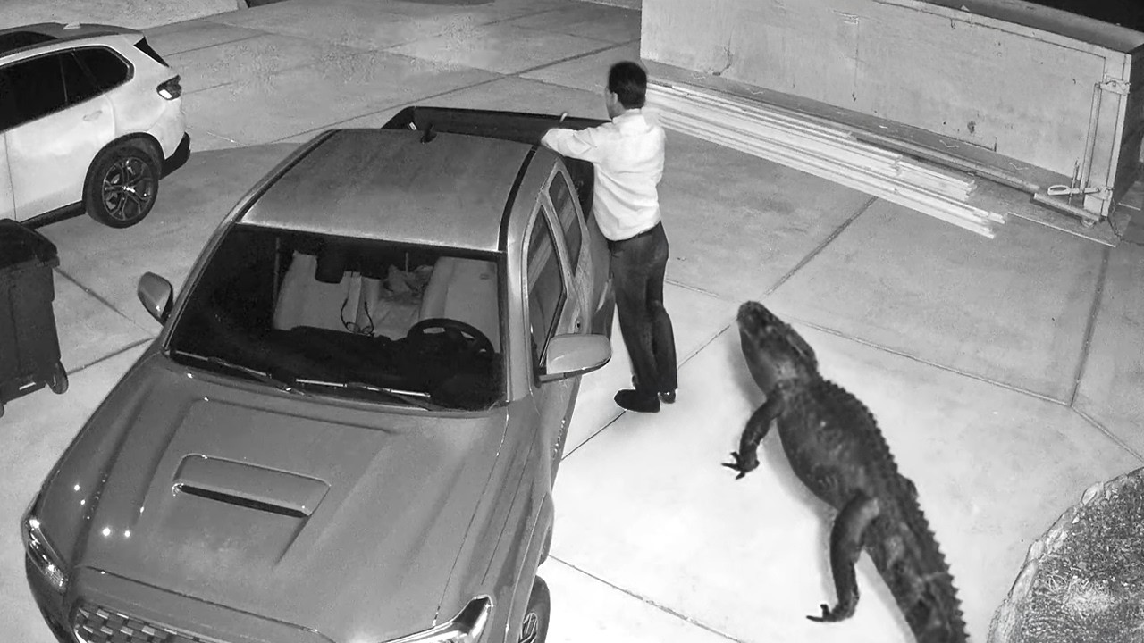 Wild Animals Invading Cities Caught on Camera