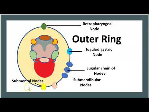 2-Minute: Waldeyer's Ring, Palatine, Lingual, Tubal Tonsils & Adenoids/ Anatomy