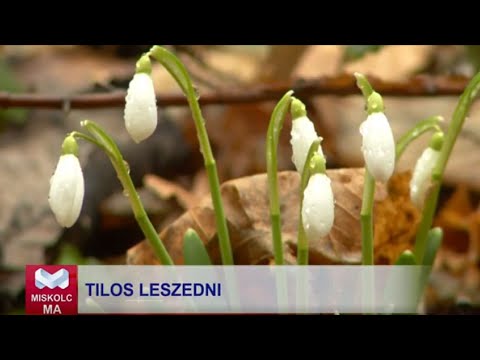 Videó előnézet