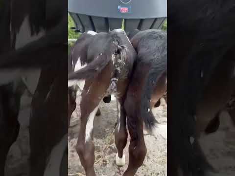 3206942650 se hacen contraentregas hato Rivera Mendoza Cartago Valle cauca