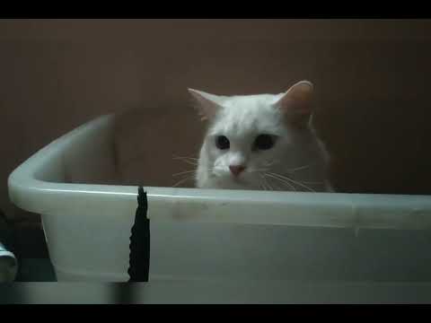 the rowdy cat 🐈😸 my training