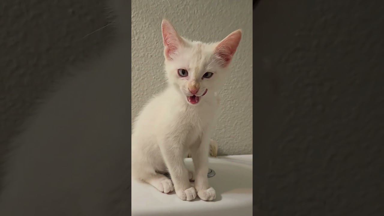 Enlarge Mocha, an adopted mixed breed in Houston, TX video 1/6