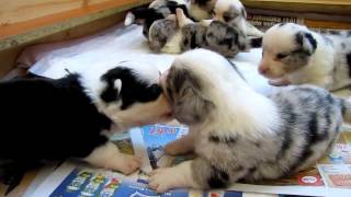 Eny vrh D 3,5 týdne