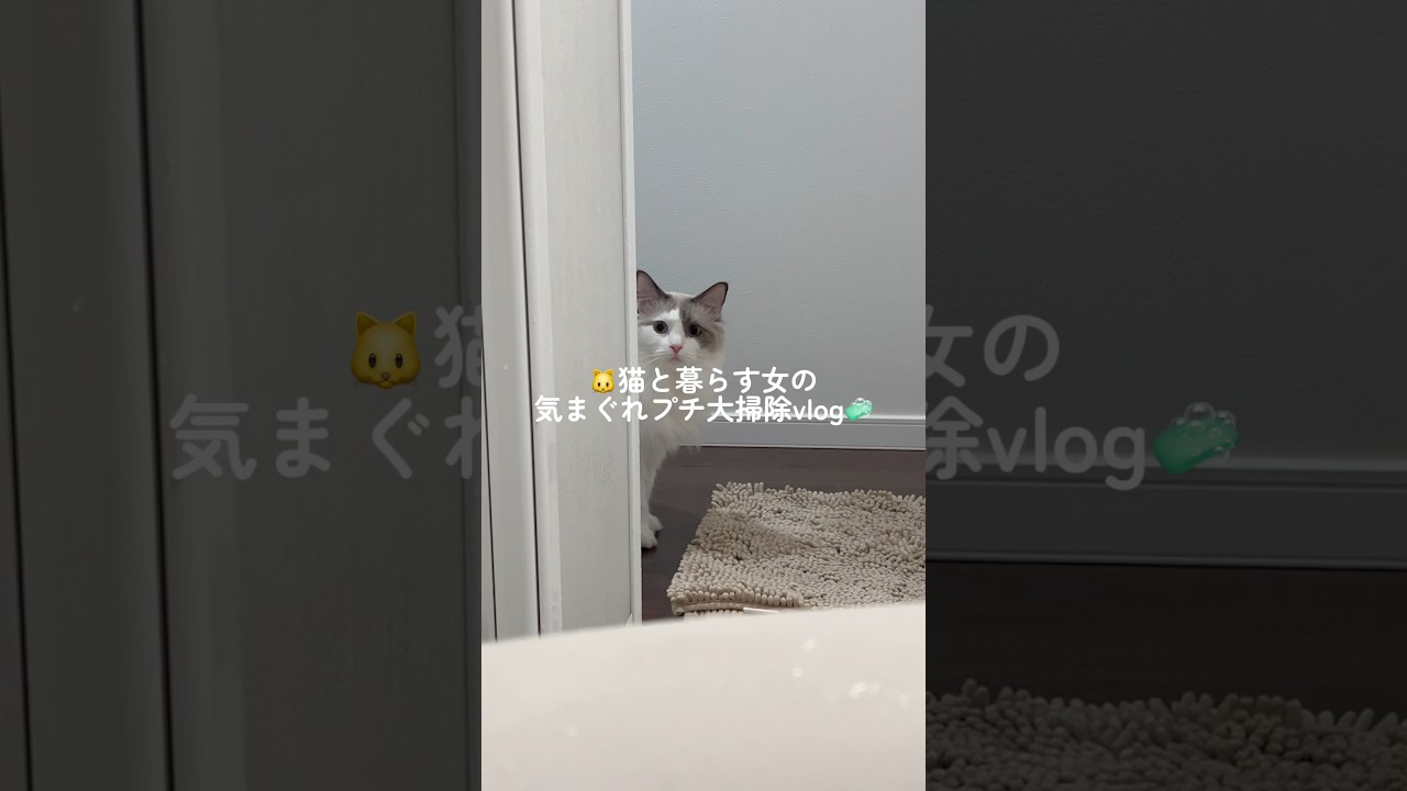 🐱猫と暮らす女の気まぐれプチ大掃除🧼