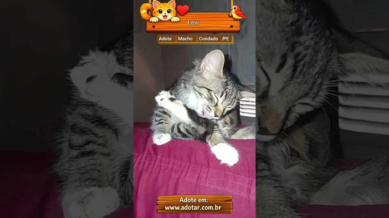 Gato raça SRD-ViraLata idade 2 a 6 meses nome Levi