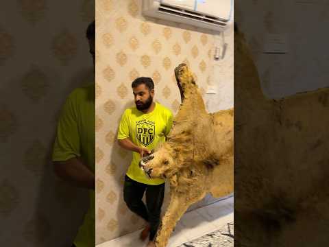Simba plzz come back son is missing you😭#ytshorts #petlover #viral #youtubeshorts #lion #india #yt