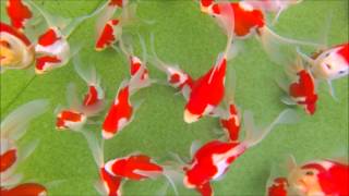 Goldfish Dream Sabao, Show Quality