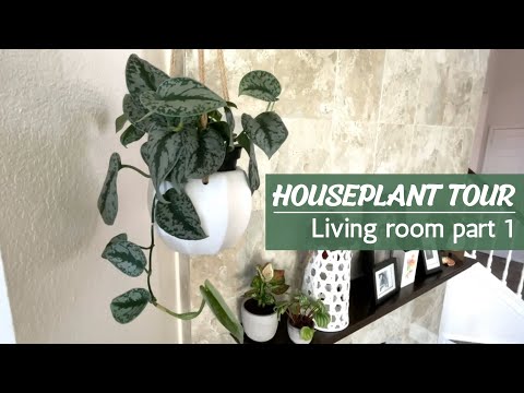 Living Room Houseplant Tour + Plant Care Tips | Part 1