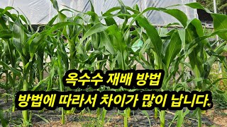옥수수 재배방법, #옥수수 재배 방법에 따라서 차이가 많이 납니다.