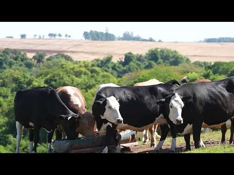 Case de Sucesso em Pinhal Grande/RS: Tecnoblock Endek transforma o gado de corte no campo nativo