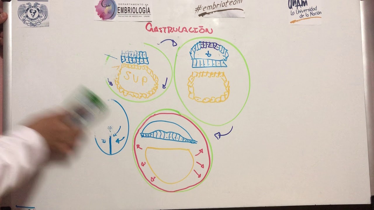Asesoría de Gastrulación