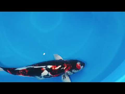 F 0314 05 D SHOWA 63CM FEMALE OGATA