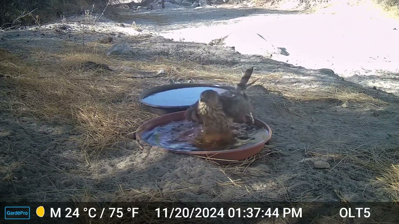 S2E36: A Cooper's hawk enjoys a few minutes of bathing at the saucers before heading out