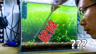 為什麼要把日本珍珠草拔掉? 因為要改種牛毛氈 | 各魚缸近況更新