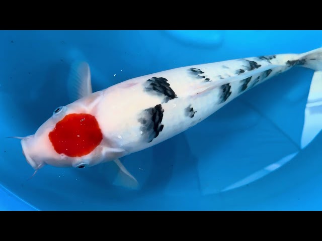 Tancho Sanke