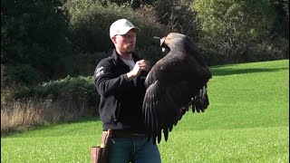 Golden Eagle | Training [SAKO]